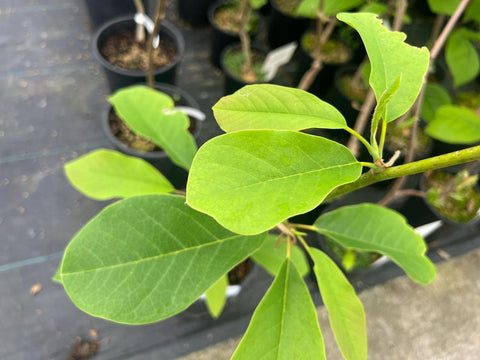 Magnolia sprengeri 'Burncoose'