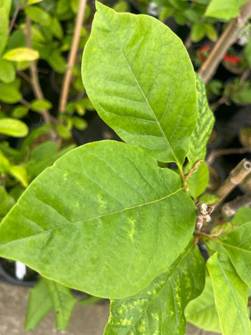 Magnolia soulangeana 'Cameo'