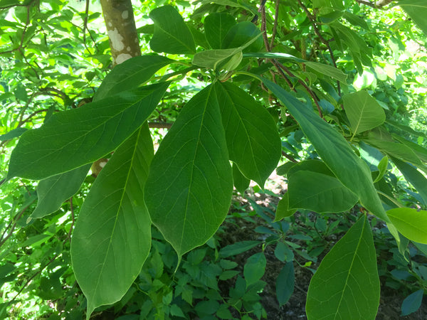 Magnolia x soulangeana (Saucer Magnolia)