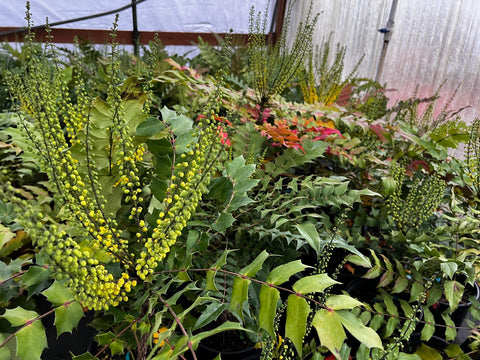 Mahonia x media 'Arthur Menzies'