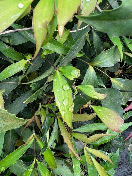 Mahonia nitens [94010]