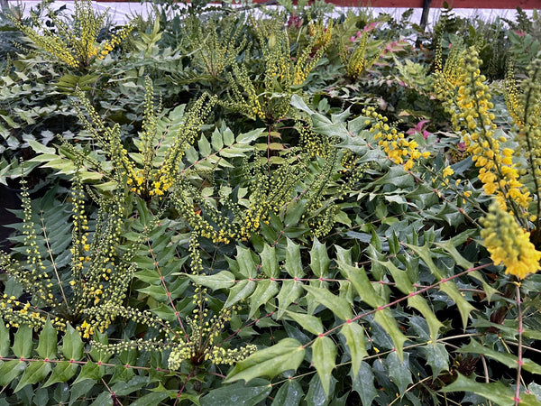 Mahonia 'Winter Sun'