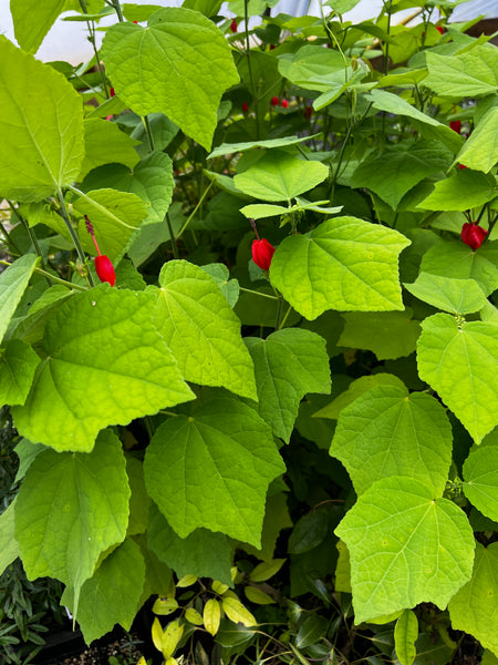 Malvaviscus drummondii [San Juan, ARG.]