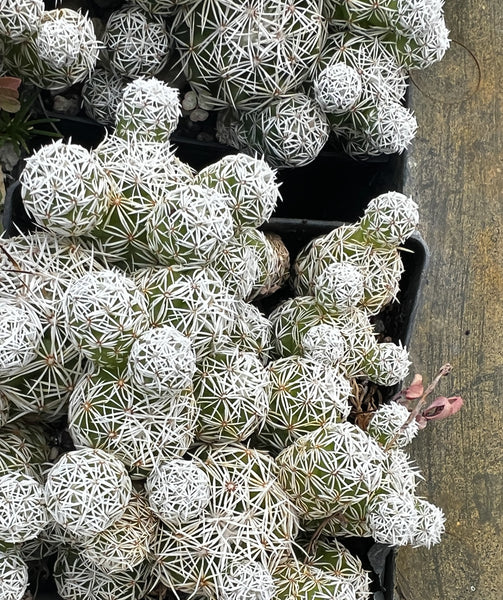 Mammillaria gracilis fragilis - Thimble Cactus (Mammillaria gracilis)