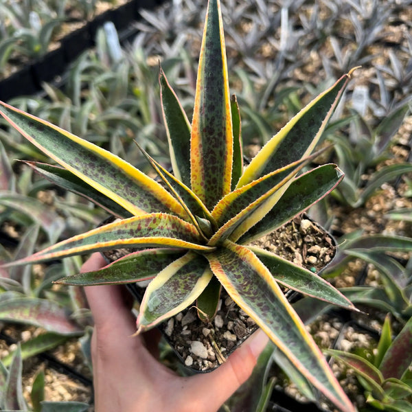 x Mangave 'Pineapple Punch'
