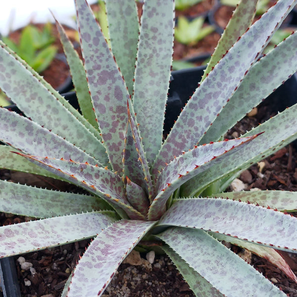 x Mangave 'Bloodspot'