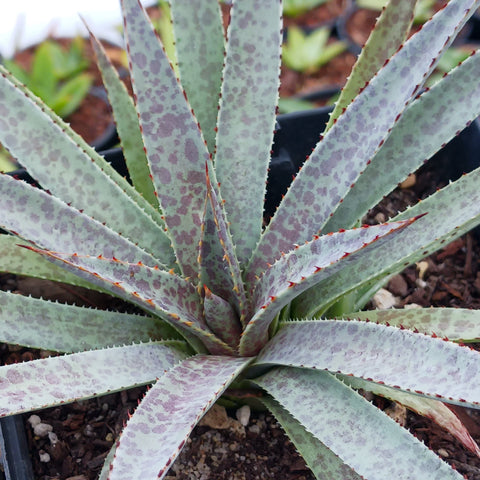x Mangave 'Bloodspot'
