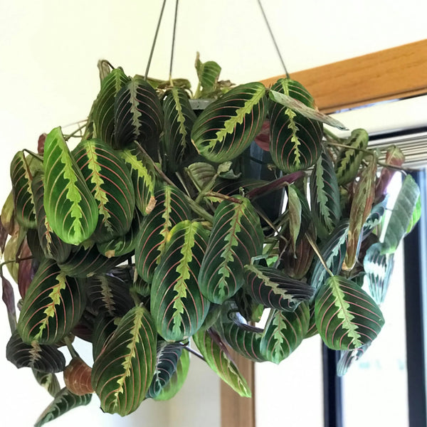 Maranta leuconeura 'Fascinator Tricolor'
