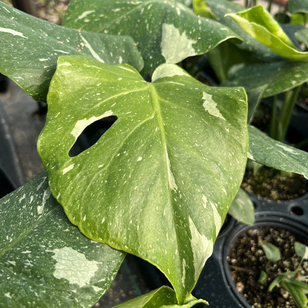 Monstera deliciosa 'Thai Constellation'