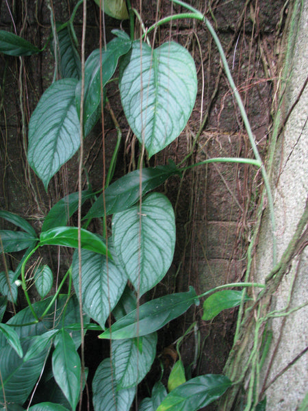 Monstera siltepecana (Silver Monstera)