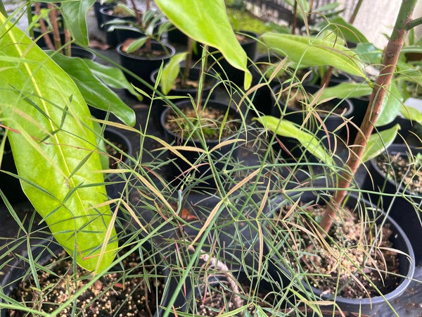 Nandina domestica 'Aka Chirimen'