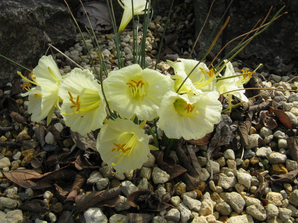 Narcissus romieuxii ssp. romieuxii var. rifanis