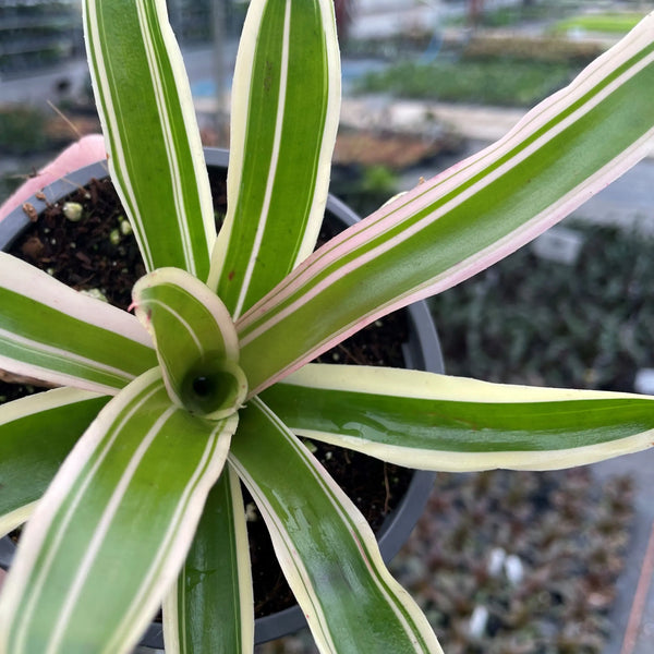 Neoregelia 'Donger'