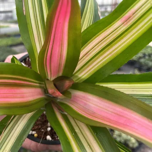 Neoregelia 'Perfecta Tricolor'