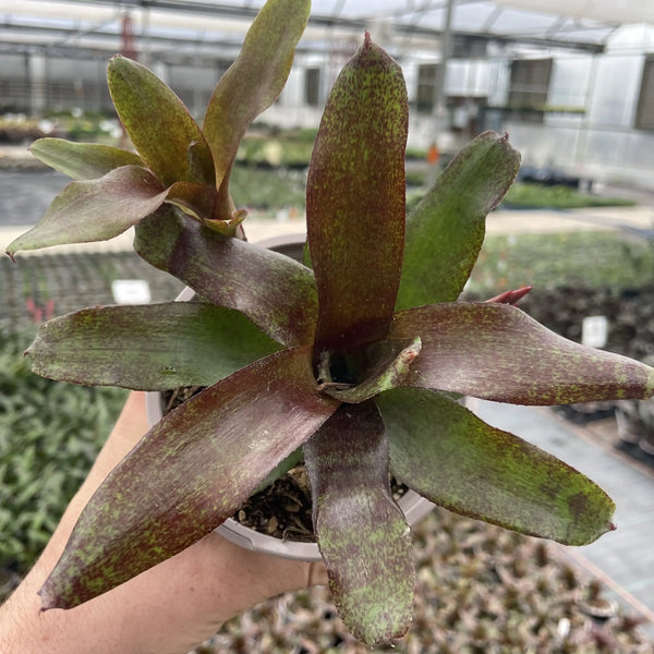 Neoregelia 'Red Waif'