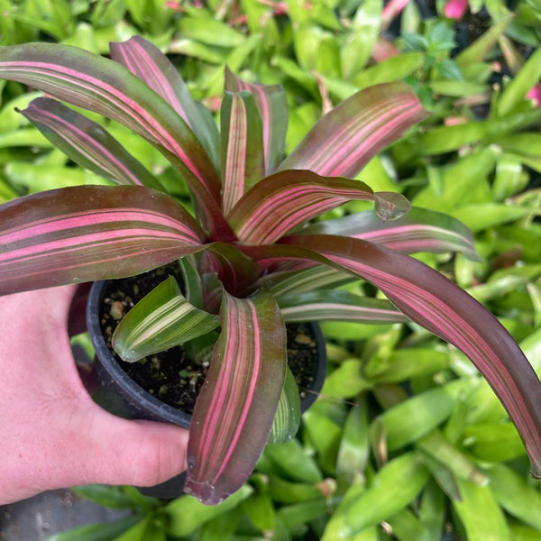 Neoregelia 'Zoe'