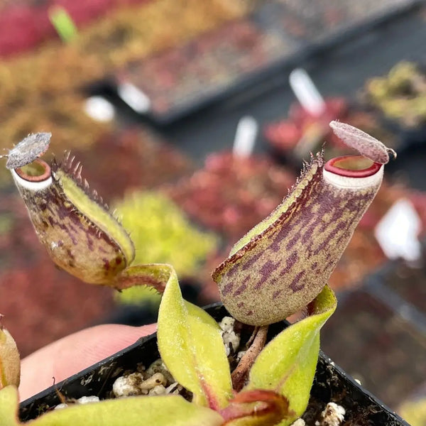 Nepenthes albomarginata [Kuching Spotted]