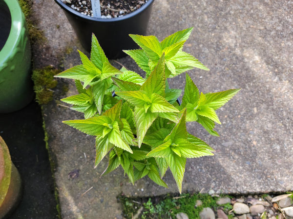 Nepeta 'Blue Prelude' (Blue Prelude Catmint)