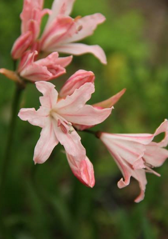 Nerine x pudica 'Strawberry Sorbet'