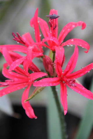 Nerine sarniensis 'Pink Satin'