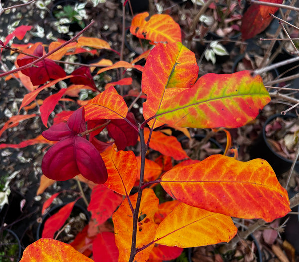 Nyssa sylvatica 'Wildfire'