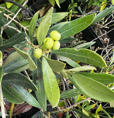 Olea europaea - 11th Avenue