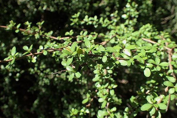 Olearia virgata aka Daisy Bush