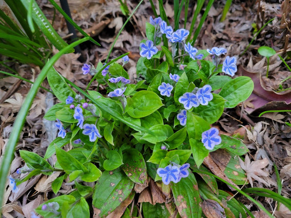 Omphalodes capadocica 'Starry Eyes'