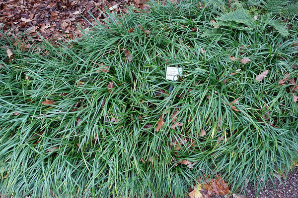 Ophiopogon planiscapus