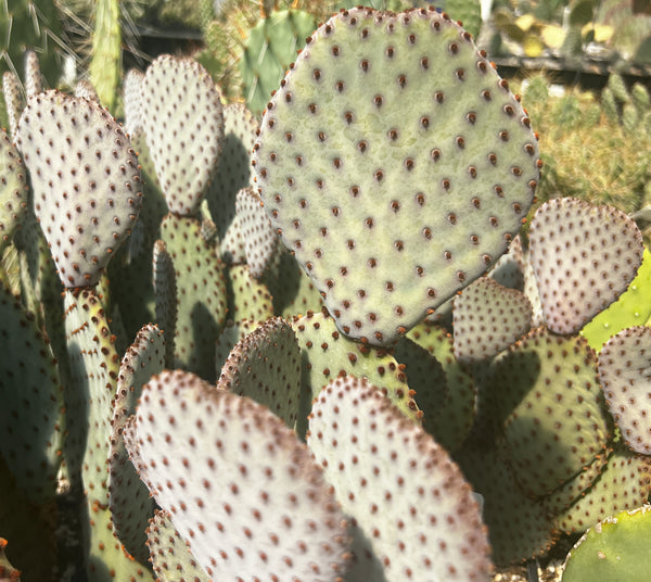 Opuntia basilaris 'Sara's Compact'