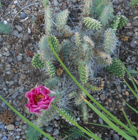 Opuntia erinacea x 'Pink n' White' [Emory County, UT [TH]