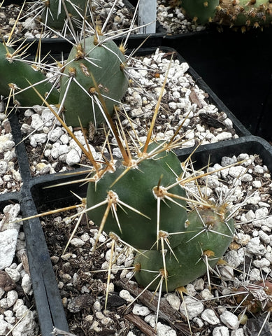 Opuntia fragilis 'Red Hill'