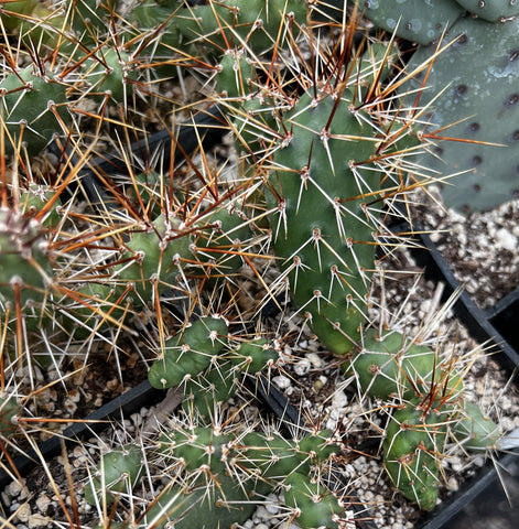 Opuntia fragilis x - Wasatch, CO