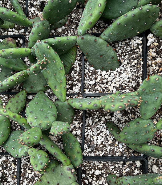 Opuntia humifusa - From Bob Johnston [Missouri] (aka Eastern Prickly Pear)