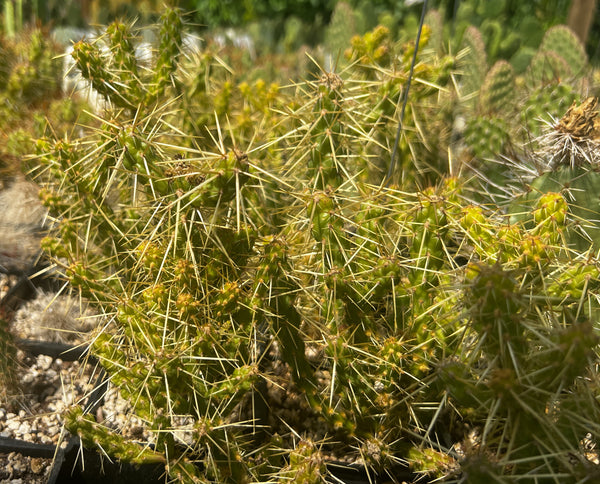 Cylindropuntia whipplei 'Wah Wah' (aka Opuntia whipplei 'Wah Wah')