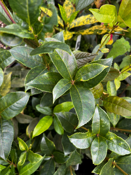 Osmanthus fragrans 'Marble' (aka Fragrant Olive)