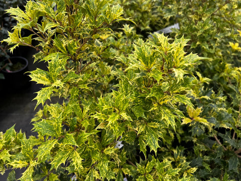 Osmanthus heterophyllus 'Goshiki'