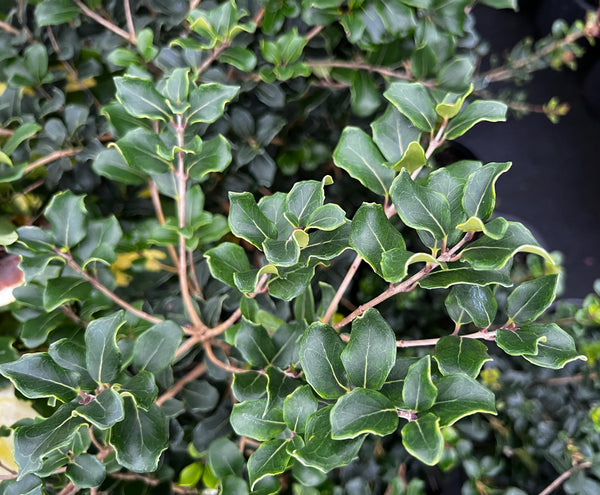 Osmanthus heterophyllus 'Rotundifolius'