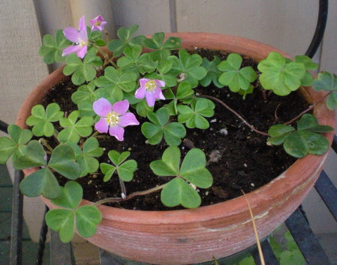 Oxalis oregana 'Klamath Ruby'