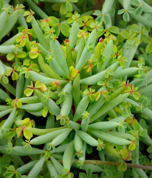 Oxalis herrerae aka Oxalis teneriensis