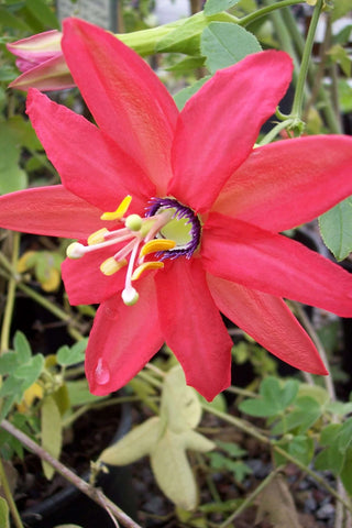 Passiflora jamesonii 'Coral Seas'