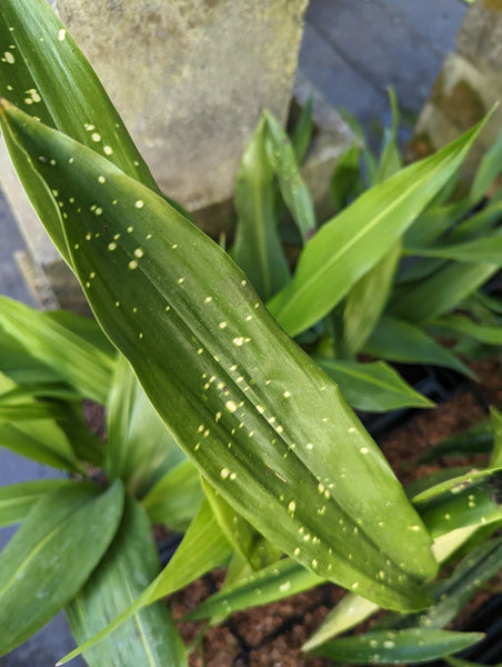 Aspidistra oblanceifolia ‘Nagoya Stars’