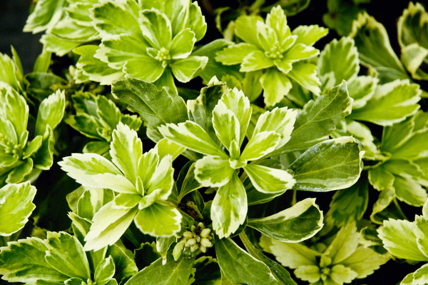 Pachysandra terminalis 'Silver's Edge'