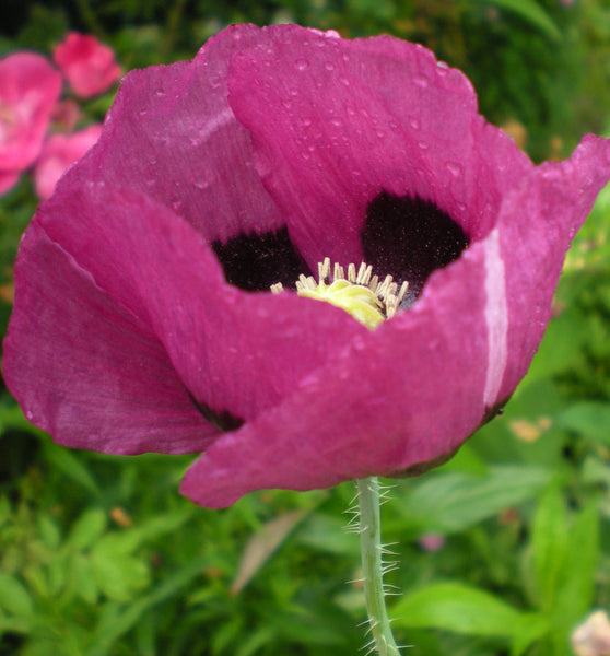 Papaver hybridum 'Lauren's Grape' (aka Lauren's Grape Breadseed Poppy)