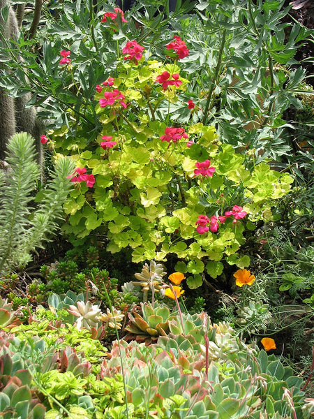 Pelargonium 'Persian Queen'