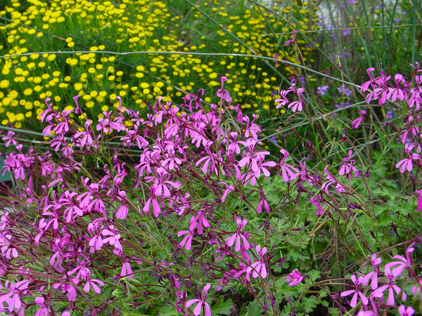 Pelargonium ionidiflorum