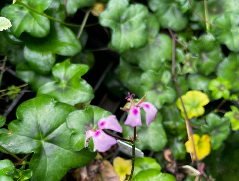 Pelargonium peltatum (aka Ivy Geranium)