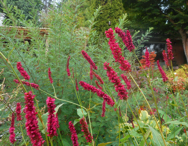 Bistorta amplexicaulis 'Fat Domino' (aka Persicaria, Polygonatum)