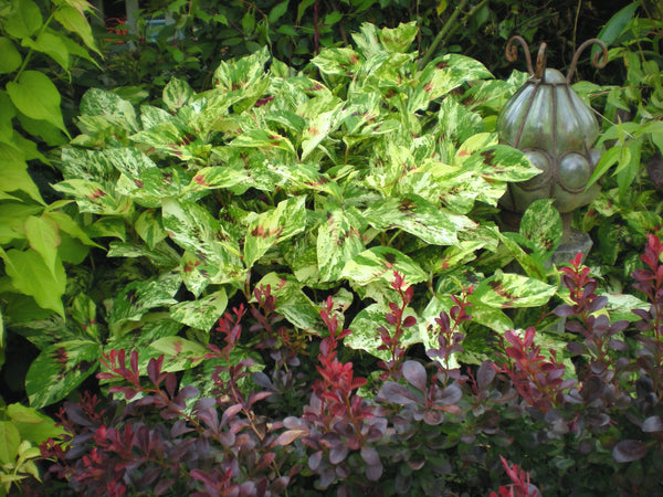 Persicaria virginiana 'Painter's Palette'