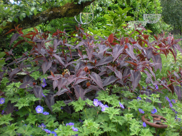 Persicaria microcephala 'Red Dragon'